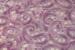 Guipur malva - Imagen 2